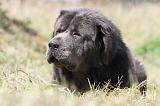 DOGUE DU TIBET 036
